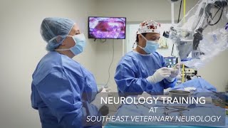 Neurology Residency and Training At Southeast Veterinary Neurology