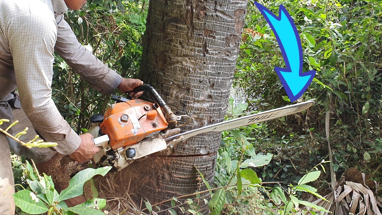 OLDEST PALM TREE FELLING SKILLS WITH STIHL MS 070 CHAINSAW - YouTube