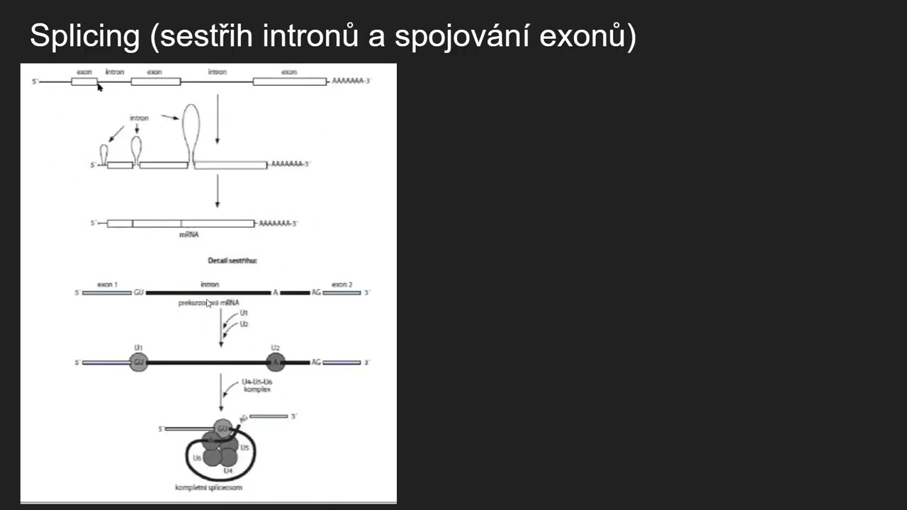 Biochemie 63 - Tvorba mRNA (hnRNA, sestřih, editace, mikroRNA)