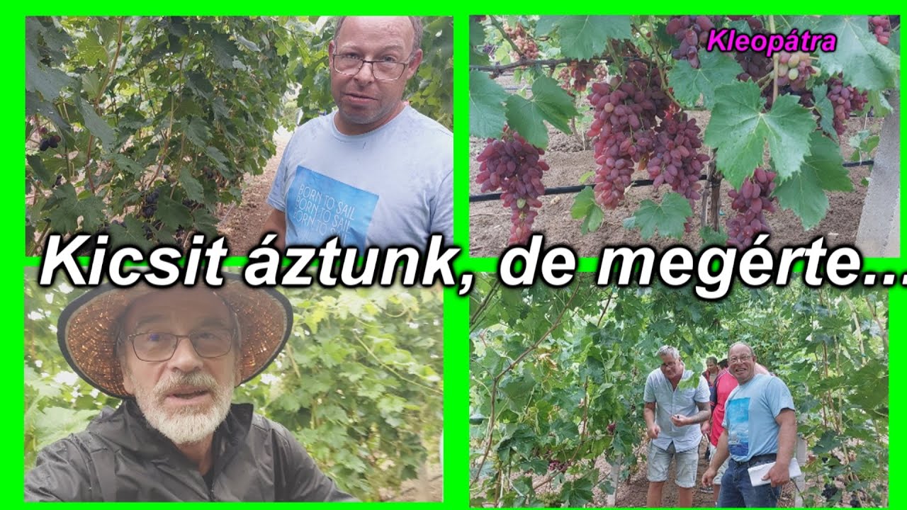 Csodálatos fajtagyűjtemény 2000 nm területen! Kiss András szőlőse II. rész