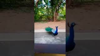 #shortspeed #shortvideo #thamil hits song #Ilayaraja hits#mayil Pola ponnu onnu
