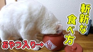 壺の中のおやつを必死に食べる猫が可愛いすぎた…！