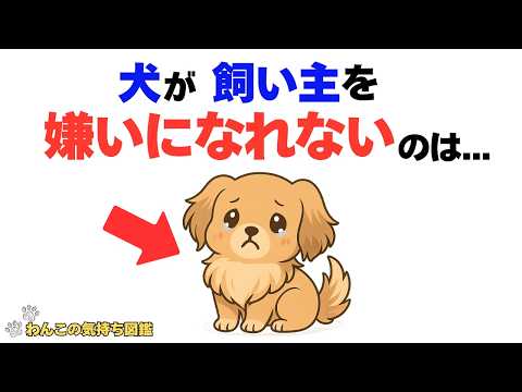 【泣ける...】犬が、どんなことがあっても飼い主を好きでいる理由｜犬の本音｜わんこの気持ち図鑑のサムネイル