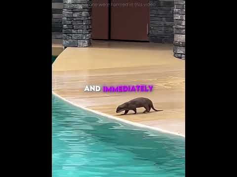 Otter Did What No One Expected 🦦😳