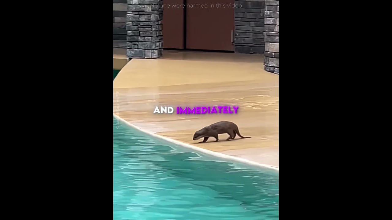 Otter Did What No One Expected 🦦😳