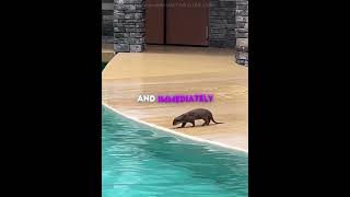 Otter Did What No One Expected 