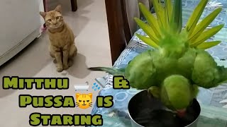 Mitthu Is Taking A Bath And Pussa Is Continuously Staring To Mitthu