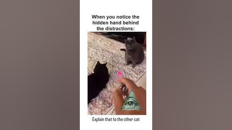 **The Realization Hit Hard: Laser Pointers and Cat Behavior – A Deep Dive**