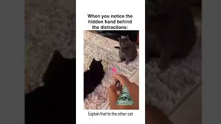 **The Realization Hit Hard: Laser Pointers and Cat Behavior – A Deep Dive**