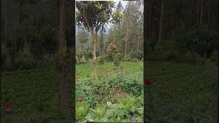 shorts shorts youtubeshorts Taman Bunga Dahlia  Masya Allah Tabarakallah