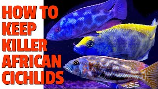 5 Tips  For Keeping the MEANEST MOST AGGRESSIVE African Cichlids [Nimbochromis] TOGETHER!