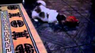 Sophia Rossi Brincando 2