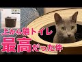 縦型の上から猫トイレ（システムタイプ）に変えたら臭いも減って最高だった件【ロシアンブルー】アイリスオーヤマ IRIS OHYAMA vertical cat litter box