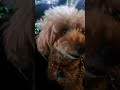 暑すぎた１日‼️ #shorts #わんこのさんぽ #シニア犬