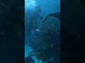 Free diving  | Scuba Diving | Windmill Beach | Simon's Town | Cape Town