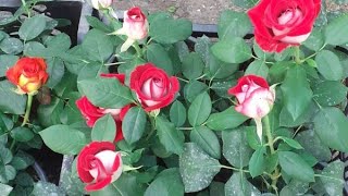 Карликовый роза (мини атиргул) барглари тукилиб касалик тушса нима киламиз