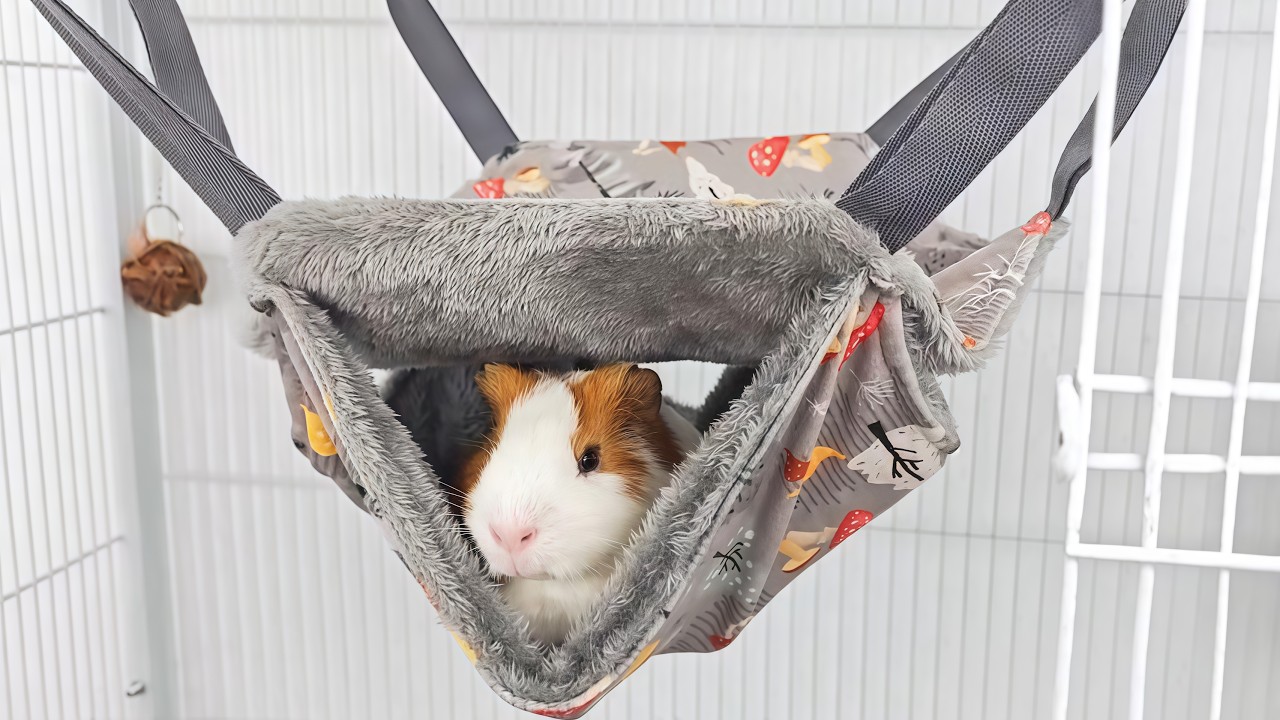 Everyday Comforts and Treats Your Guinea Pig Will Absolutely Adore!