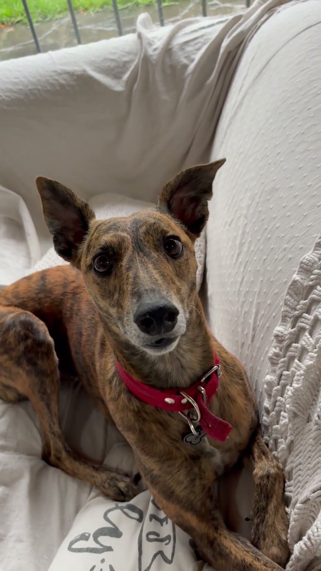 Greyhound Ears React To Commands || ViralHog
