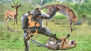 Incredible! Baboon Was Smart To Use This Method To Defeat The Ferocious Cheetah To Save The Impala