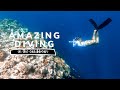 The diving we have been waiting for.. | Sailing the Caribbean