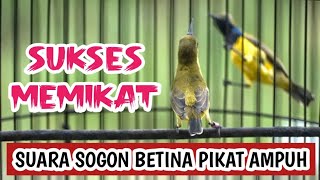 SOGON BETINA MEMANGGIL JANTAN UNTUK PIKAT DAN PANCINGAN AMPUH SOGON EMOSI‼️