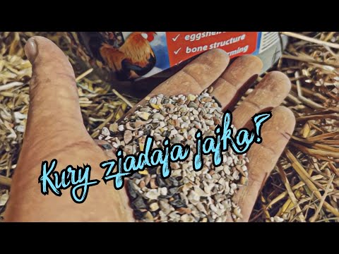 Dlaczego KURY zjadają