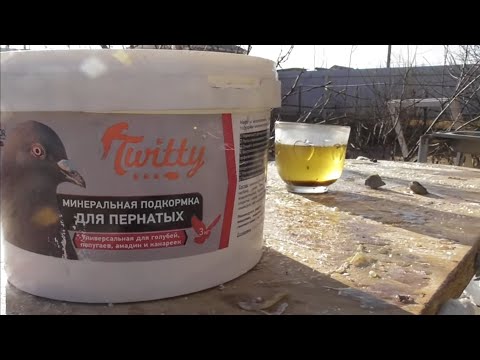 Бакинские голуби!