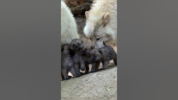 Чорний вовк. Вовченята. Цікаві факти #wolf #цікаві факти