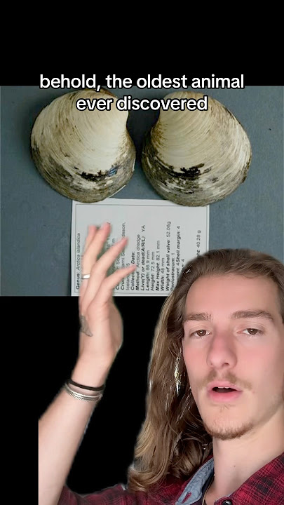 Download lagu Ming The Clam