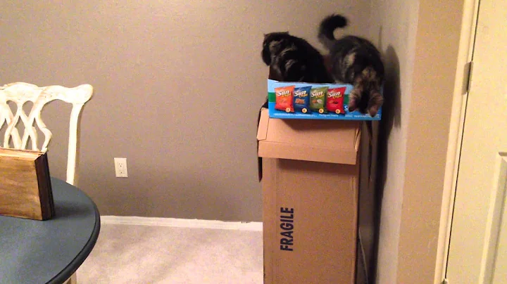 Cats Falling off a Box Tower