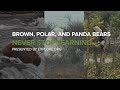 Comparing Brown, Polar, and Panda Bears | Never Stop Learning