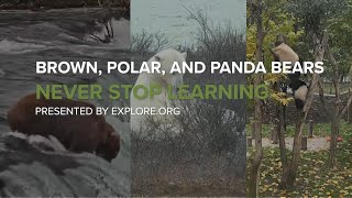 Comparing Brown, Polar, and Panda Bears | Never Stop Learning