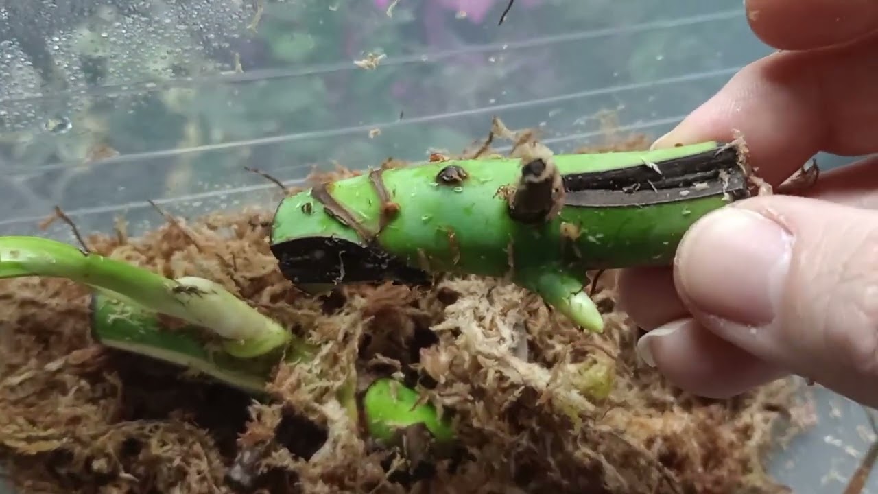 Rooting a Monstera Albo Grown from Wet Stick 5 week progress will it revert  back to Variagated ?