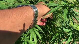 Insect and Disease Scouting in a Hemp Field with Shuresh Ghimire