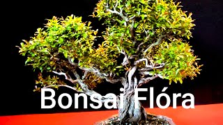 Bonsai - Flóra Olomouc 2024