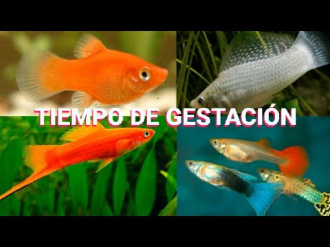 Video: ¿Cuál es el período de gestación de un pez platy?