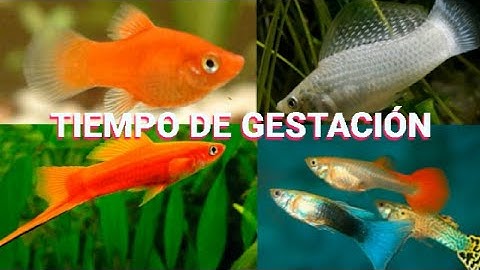 Tiempo de gestación de los peces guppys, platys, mollys y xiphos