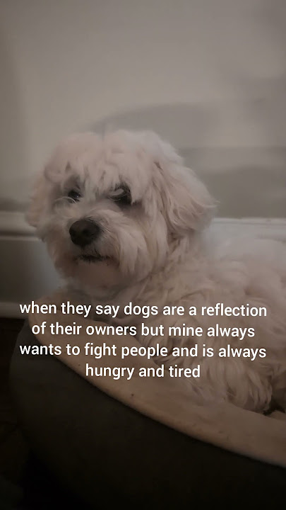 its me im the problem #dog #cute #funny #cotondetulear #viral #fyp #pets