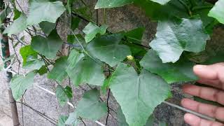 how to grow tindora  ivy gourd plant part 1  trellis