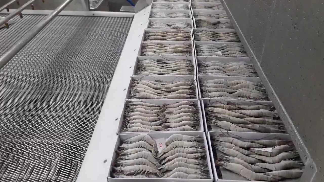 IQF Machine for shrimp Tunnel freezer