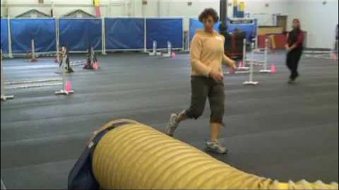 Aoife AKC Novice Jumpers Rand Park Dog Training Club Agility Trial October 11 2009