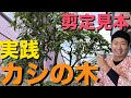 【カシの木の剪定】庭師によるお手入れの実践見本をノーカットで解説