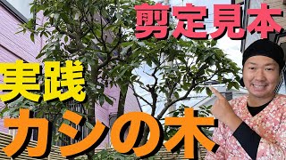 【カシの木の剪定】庭師によるお手入れの実践見本をノーカットで解説