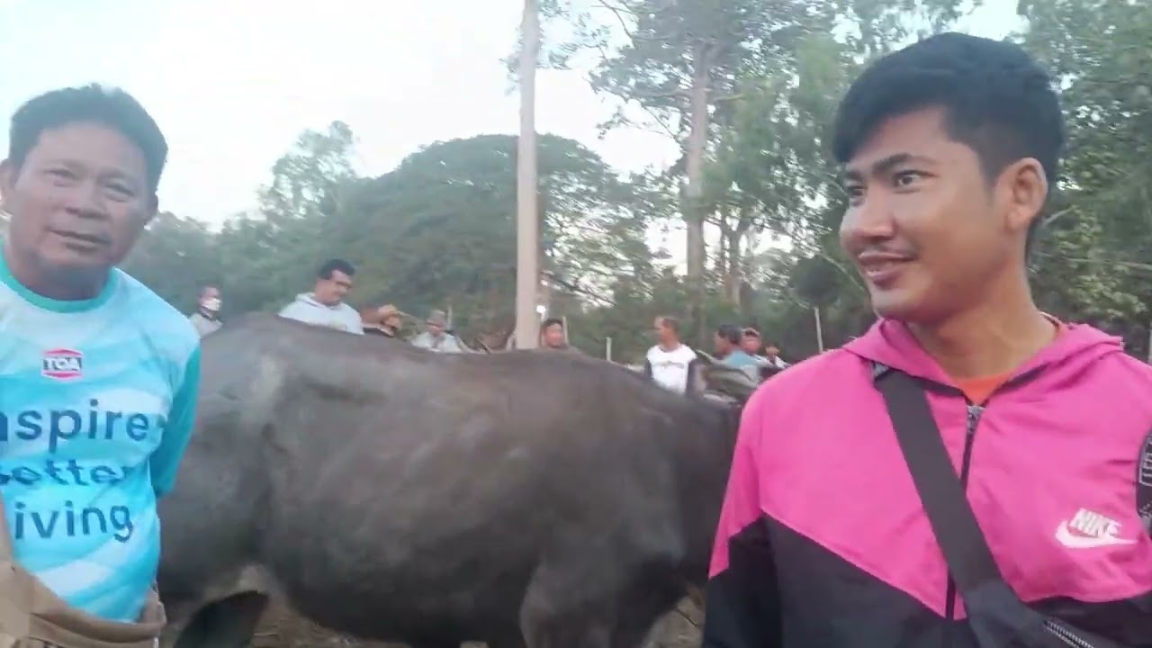 เวียดนามยังเข้ามาซื้อวัวควายเต็มตลาดนัดโคกระบือบ้านหนองแกจังหวัดร้อยเอ็ด