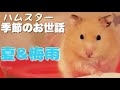 【梅雨と夏はどうする？】ハムスターのお世話についてまとめました❗️