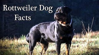 Rottweiler Dogs Facts || Dog Facts || Dogpets by Dogpets 67 views 3 years ago 2 minutes, 44 seconds