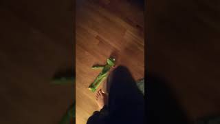 Details KERMIT COUGHT DEAD ON CAMERA!!!!((MUST WATCH)NOT CLICKBAIT!!!!!!) Guide