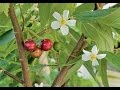 Jaggery (Brown Sugar) production from palm trees - YouTube