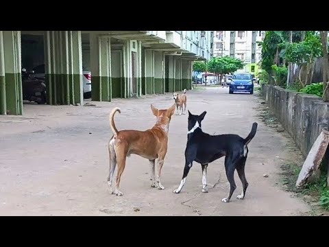Pluto 🐕 Ka Apna Girlfriend Ke Sath Masti 🤩 || Animals B Kitna Enjoy Karte Hai Apna Life || Cute Dog🐕
