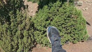 Paraglider Lands Into Trees and Crashes - 1654467